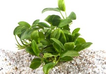 Anubias bonzai in pot (p5)