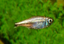 GOUDTETRA