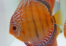 DISCUS HECKEL CURIPERA