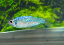 BLACKEDGE TETRA