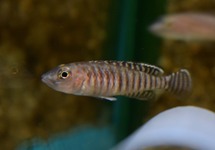 SLAKKENHUIS-CICHLIDE SIGNATUS