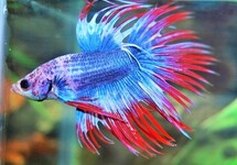 KAMPFFISCH CROWNTAIL THAI FLAG MANN