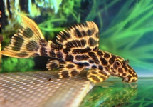 L114 LEOPARD CACTUS PLECO