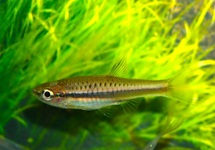 RASBORA JACOBSONI