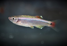 CHINESE DANIO