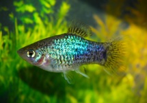 PLATY NEON BLAUW SPOTTED