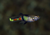 GUPPY ENDLER EL TIGRE (M/F)