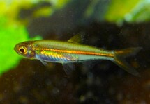 AFRIKAANSE DWERGZALM