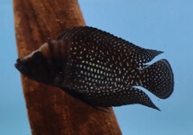 TANGANYIKA CICHLIDE CALVUS ZWART