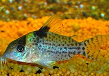 GEVLEKTE PANTSERMEERVAL