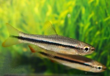 RASBORA SP.PATRICKYAPI