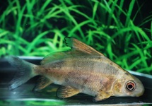 Overige Karperachtigen