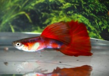 GUPPY ROUGE ROSE TUXEDO