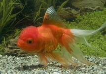 SLUIER LEEUWENKOP ROOD