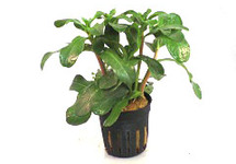 Ammania senegalensis in pot (p5)