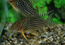 CORYDORAS DE STERBA