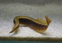 ANGUILE CIRCUMCINCTUS