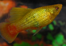 PLATY VARIATUS HIGHFIN GREEN