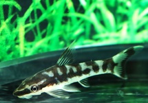 OTOCINCLUS ZEBRA