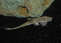 PSEUDOHEMIODON MARBRÉ