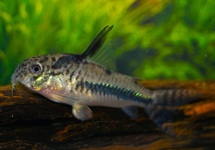 CORYDORAS (HOPLISOMA) SIPALIWINI L
