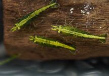 GREEN FIRE GARNAAL