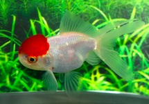 FANTAIL LIONHEAD RED CAP