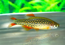 DANIO GALAXY