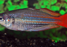 WESTERN RAINBOWFISH