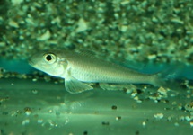 BLAUWLIP ZANDCICHLIDE