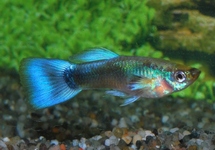 GUPPY NÉON BLEU (MÂLE)