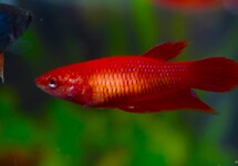 BETTA FEMALE