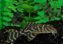 L340 MEGA CLOWN PLECO