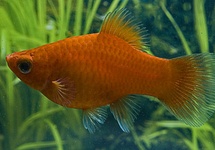 PLATY ROT  