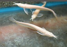 AROWANA ARGENTÉ ALBINO