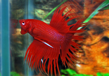 KEMPVIS CROWNTAIL MAN