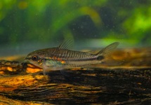 PYGMY CORY