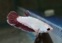 BETTA SUPER DELTA FEMALE