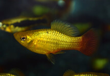 PLATY VARIATUS MIX