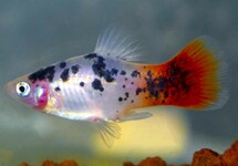 PLATY WEISS SPOTTED REDTAIL
