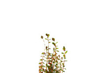 Rotala rotundifolia terracotta ring