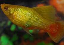 PLATY VARIATUS HIGHFIN GROEN