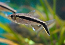 PENGUIN TETRA