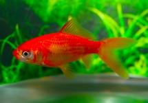 GOLDFISH COMET