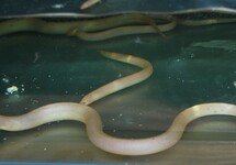 MOERASAAL ALBINUS