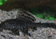 PLECOSTOMUS ALGENETER