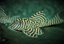 L333 ZEBRA PLECO