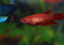 BETTA FEMALE