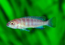 MALAWI CICHLIDE FLAVUS