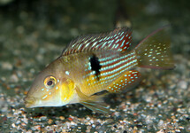 ERDFRESSER TERRAPURPURA S/M